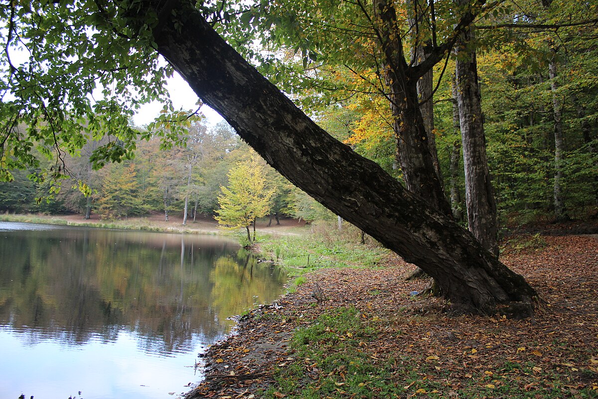 Գոշ լճի հայելային մակերեսը, որտեղ արտացոլվում են ծառերն ու երկինքը