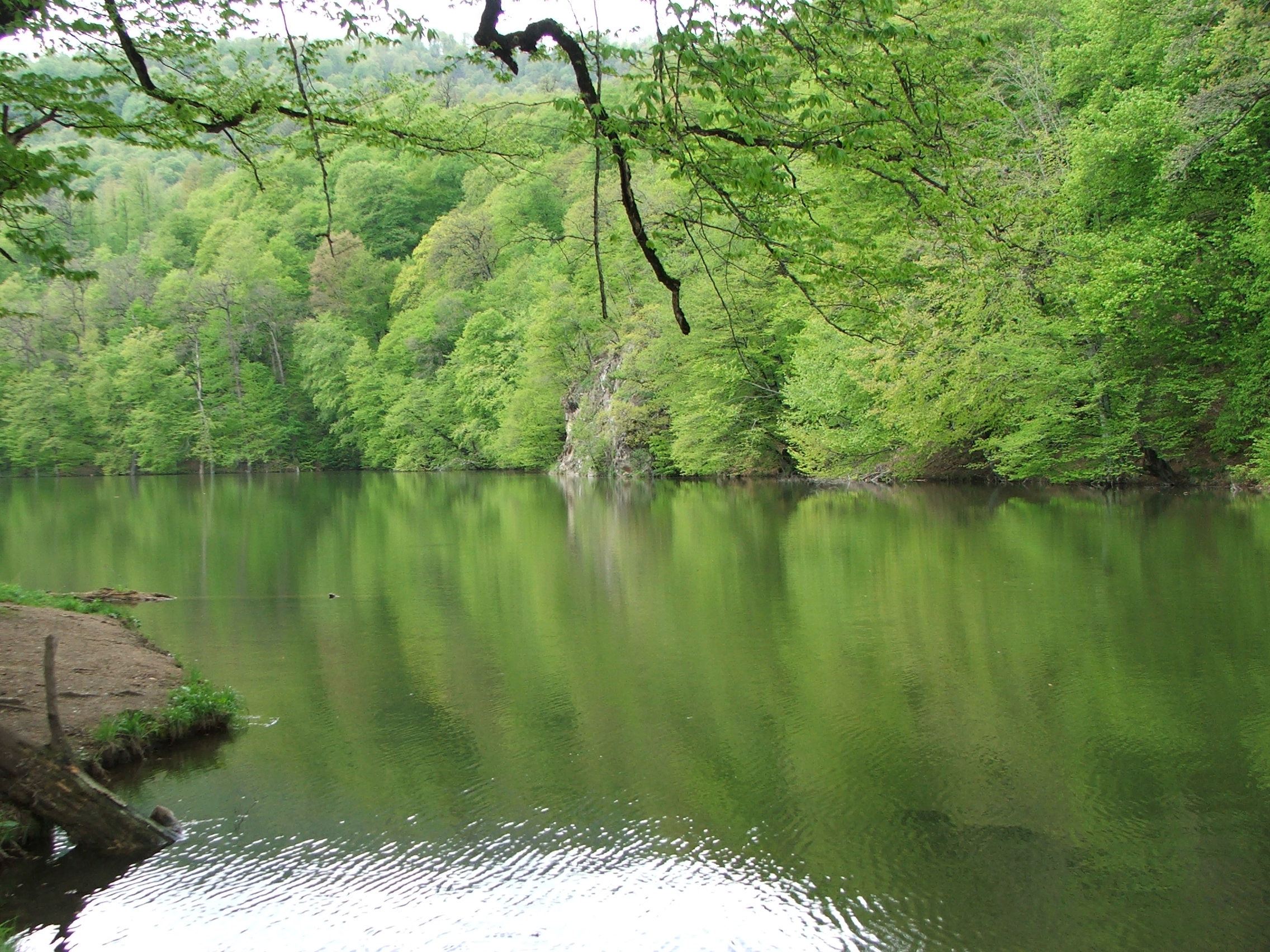 Անտառային արահետ Պարզ լիճի շուրջ՝ բարձր սոճիների տակ